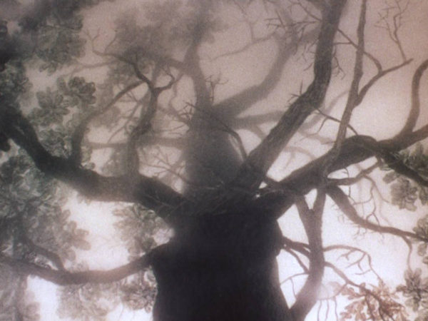 霧の中のハリネズミ - 楢の大木との出逢い